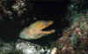 Sea of Cortez 1999 39 web.jpg (46076 bytes)